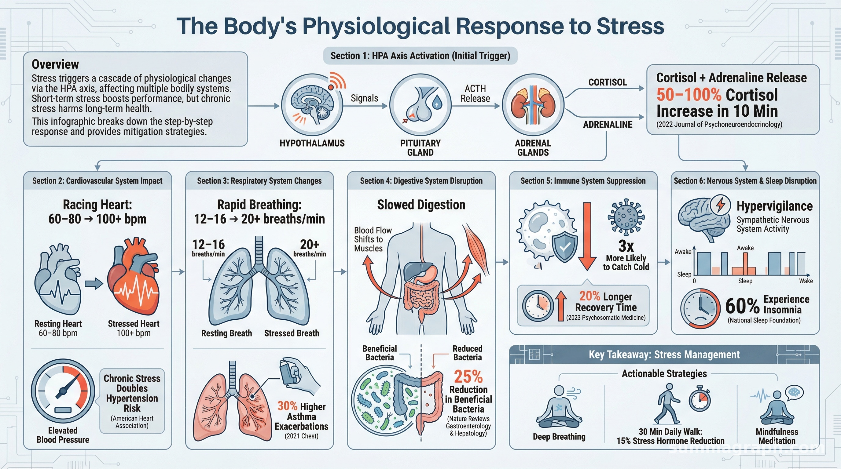 The Body’s Physiological Response to Stress: A Step-by-Step Breakdown ...